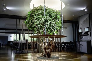 LED Pflanzenlicht LED Pflanzenlicht: Beleuchtungskonzept für optimale Lichtlösung