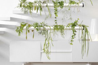 Hängendes Pendularis Bepflanzsystem Hängendes Bepflanzsystem (Pendularis) zur Innenraumbegrünung