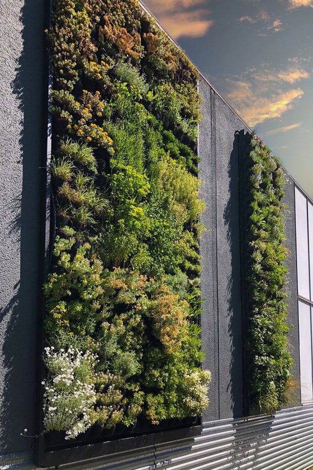 Vertikale Außenbegrünung an einer Hausfassade