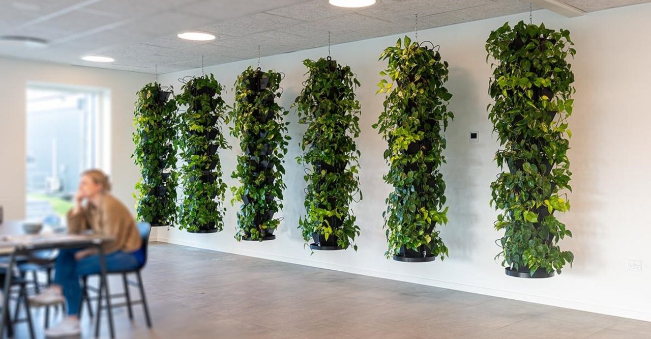 Vor einer Wand hängende Pflanzensäulen (Lianensystem) als Innenraumbegrünung