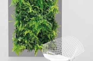 Pflanzenbild Echte Pflanzen komponiert zu einem natürlichen Pflanzenbild
